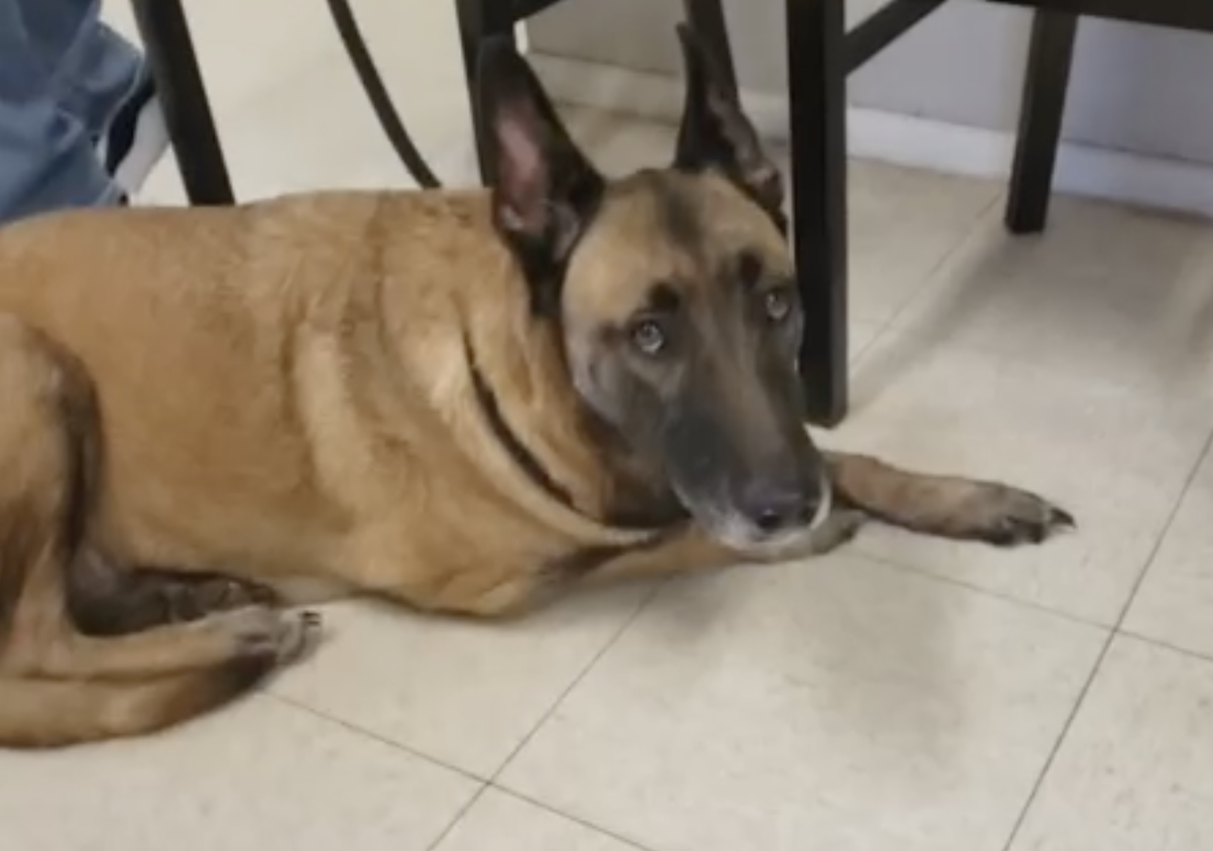 Retired K-9 found weeks after deadly crash in northern Arizona - Vimarsana News